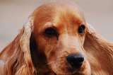 Esta es la raza de perros que tenía Darío Gómez y que lo acompañaban en todo