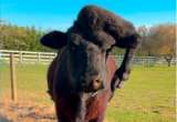 Manny, la vaca con una pata en la cabeza que encontró una familia: su historia