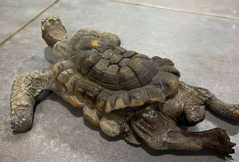 Rescatan a tortuga que vivió 30 años como “mascota” en el Valle de Aburrá