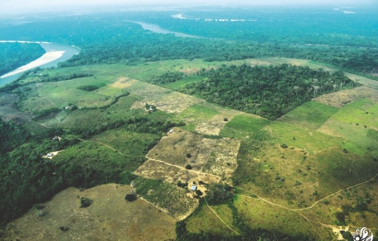¿Influyen los cultivos ilícitos en la deforestación de Colombia?