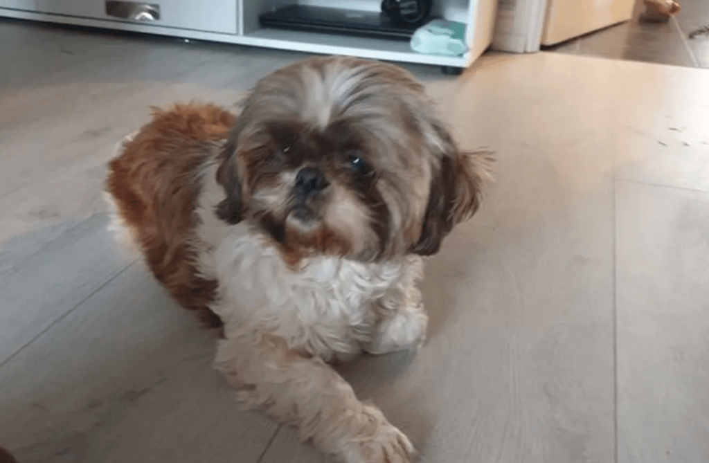 Esta es Roxy, la canina que volvió a su hogar tras casi una década.