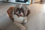 Pensó que su perrita había muerto hace ocho años, pero repentinamente apareció
