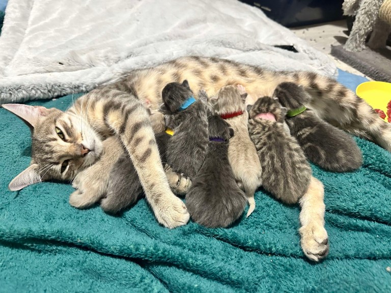 Gata comenzó una nueva aventura y cambió el curso de su vida y la de sus gatitos