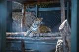 Nala, la jaguar que encontraron en Santander, fue trasladada al zoológico de Cali