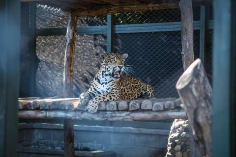 Nala, la jaguar que encontraron en Santander, fue trasladada al zoológico de Cali
