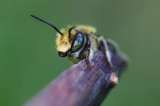El descubrimiento accidental que comprobó que algunas abejas hibernan bajo el agua