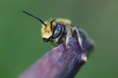 El descubrimiento accidental que comprobó que algunas abejas hibernan bajo el agua
