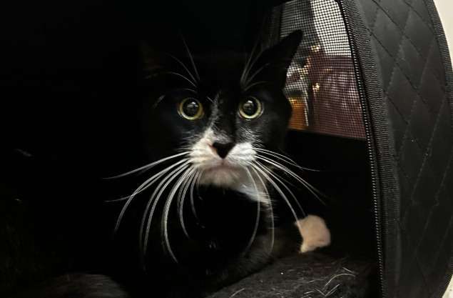“Su vida no tenía valor”: rescatan a un gato vendido en una plataforma de artículos usados