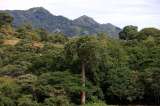 Detectan más microplásticos en bosques rurales que en zonas urbanas