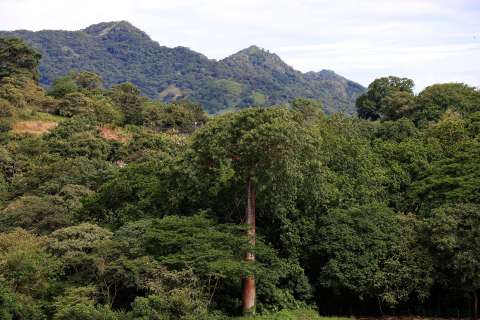 Detectan más microplásticos en bosques rurales que en zonas urbanas