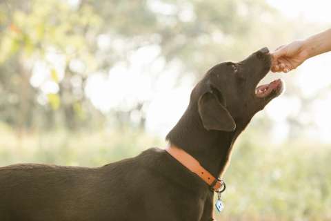 Apio para perros: beneficios y consejos para darle este alimento a tu mascota