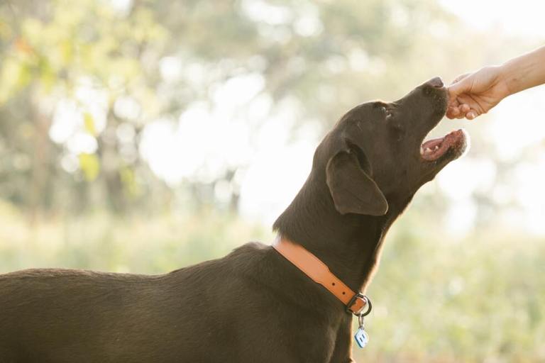 Apio para perros: beneficios y consejos para darle este alimento a tu mascota