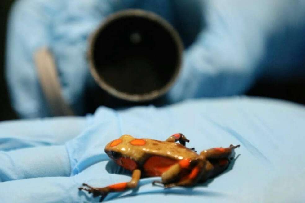 Hace dos días fueron incautadas en el Aeropuerto El Dorado (Bogotá) 424 ranas venenosas. Los ejemplares, que iban transportados en rollos fotográficos, iban rumbo a Europa. / Twitter Protección Animal Bogotá