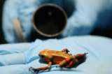 Recuperan 424 ranas venenosas que pretendían sacar del país en rollos fotográficos