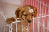 Buscan condenar con 3 años de cárcel a quien venda animales por Internet en México
