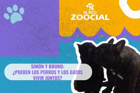 (Video) ¿Pueden los perros y los gatos vivir juntos?