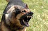 Al año 60.000 personas mueren por rabia transmitida por animales