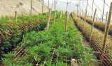 Industria del cannabis: el gran mercado al que le apostará Bogotá