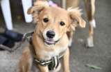 Huila esteriliza más de 2.000 perros y gatos: ¿cómo acceder al programa?