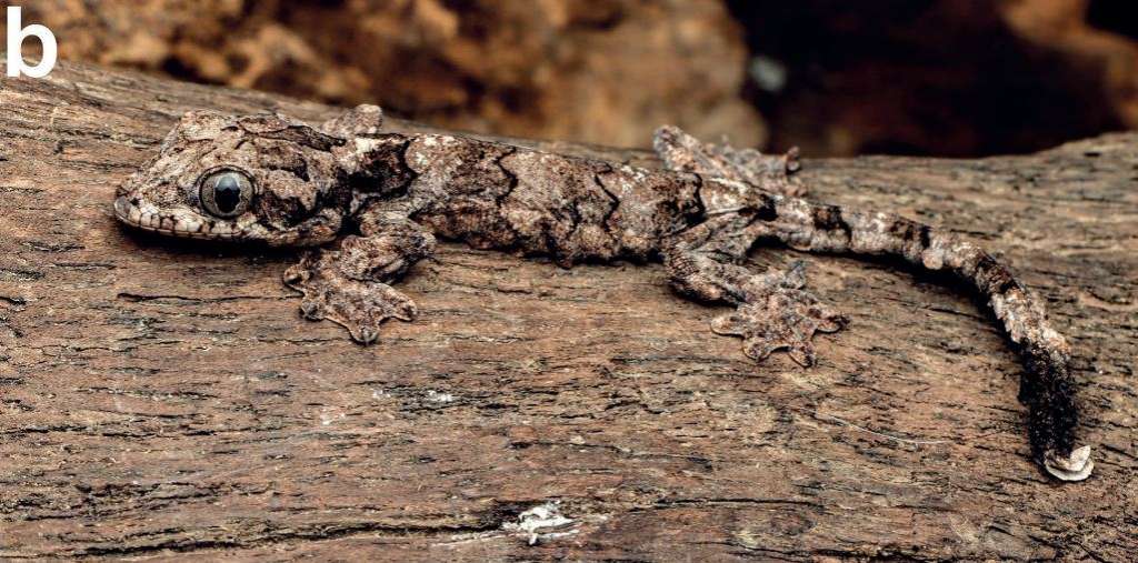 Los geckos paracaídas usan colgajos de piel a lo largo de sus cuerpos, extremidades y colas para deslizarse de árbol en árbol.