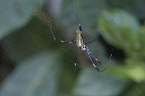 ¿Cuál es la araña más rápida? Estos científicos buscan saberlo con una carrera