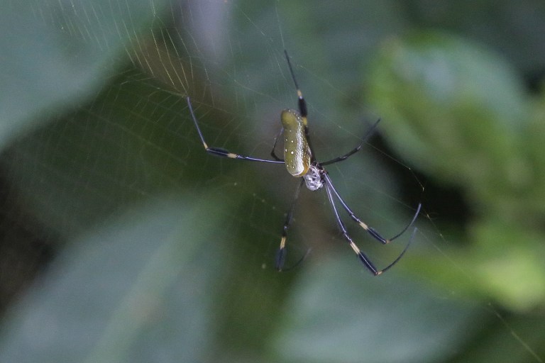 ¿Cuál es la araña más rápida? Estos científicos buscan saberlo con una carrera