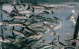 Los peces pequeños pueden ser remedio contra la desnutrición global
