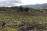 CAR sancionará a dueños de cuatro predios que realizaban actividades agropecuarias en Chingaza