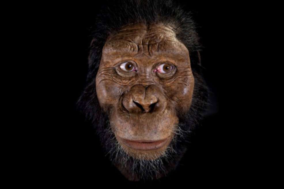 Reconstrucción facial de "Australopithecus anamensis".
/ John Gurche- Tomada de Sinc