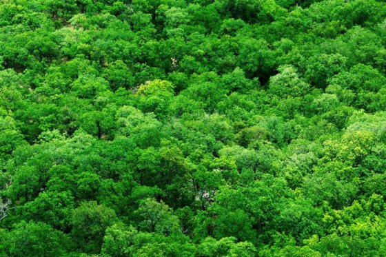 Costa Rica lanza plan para proteger bosques y animales