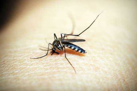 Paraguay, primer país americano libre de malaria después de Cuba
