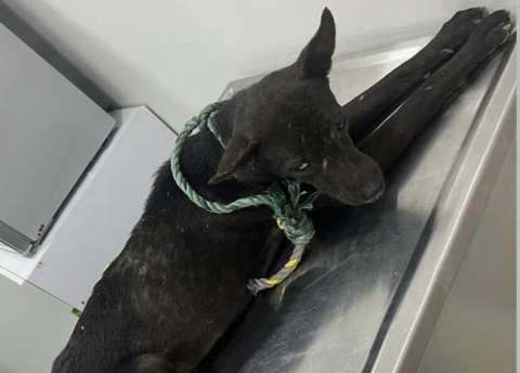 Indignación en Cartagena por perrito que fue arrastrado desde un carro