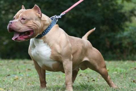 A la cárcel hombre señalado de matar a un perro pitbull en una riña callejera