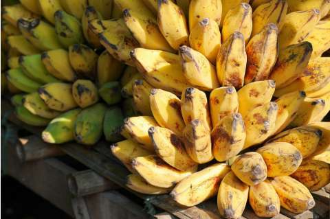 Primera cosecha de bananos holandeses no necesitó tierra para crecer