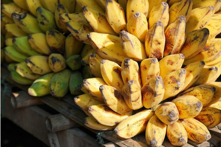 Primera cosecha de bananos holandeses no necesitó tierra para crecer
