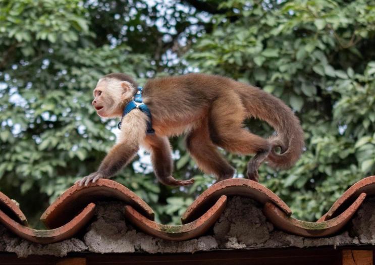 Rescatan a mono capuchino que llevaba meses deambulando por los techos de Barbosa