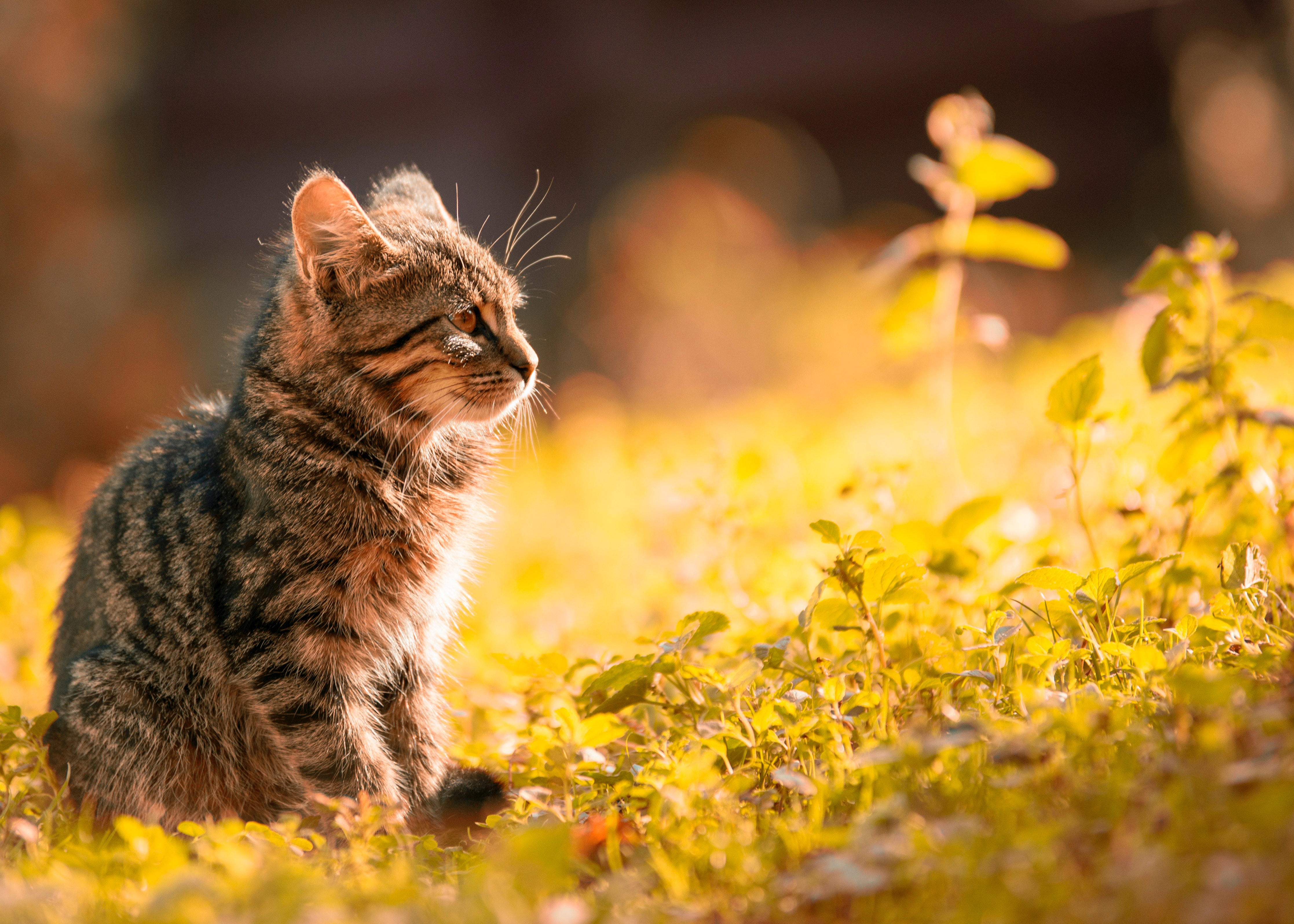 10 cosas que odia su gato y que usted, quizás, no sabía.