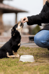 ¿Los perros pueden comer maní? Todo lo que necesitas saber