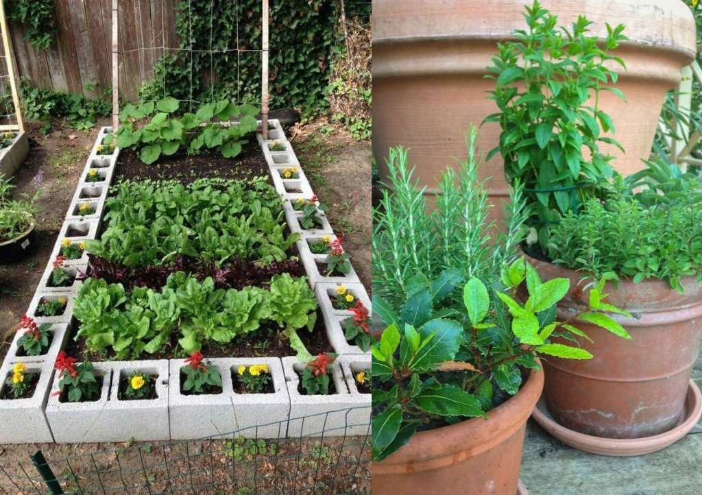 La hierbabuena o yerbabuena, es una excelente opción para comenzar a sembrar, ya que es una planta resistente y versátil que se puede utilizar en una variedad de platillos y bebidas.