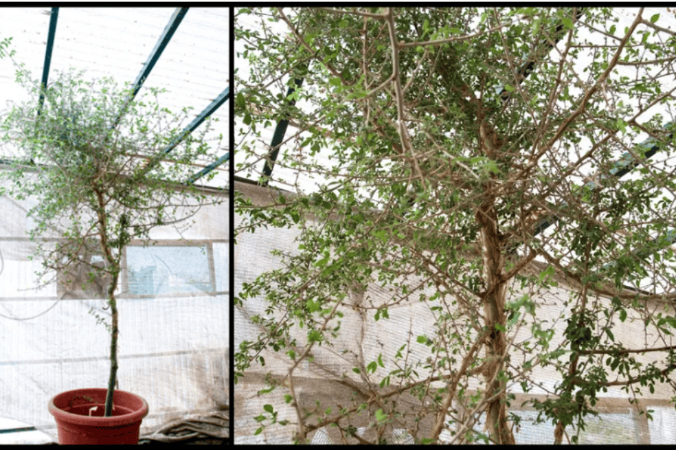 Con una semilla de 1.000 años de antigüedad “reviven” árbol un árbol extinto.