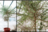 Con una semilla de 1.000 años de antigüedad “reviven” un árbol extinto