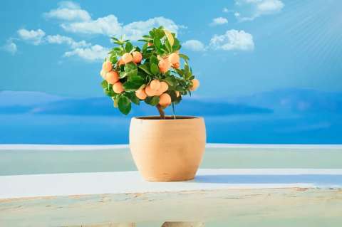 Estas son las frutas más fáciles para cultivar en casa