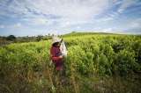 La convocatoria del Gobierno a campesinos de Catatumbo para sustituir cultivos de coca
