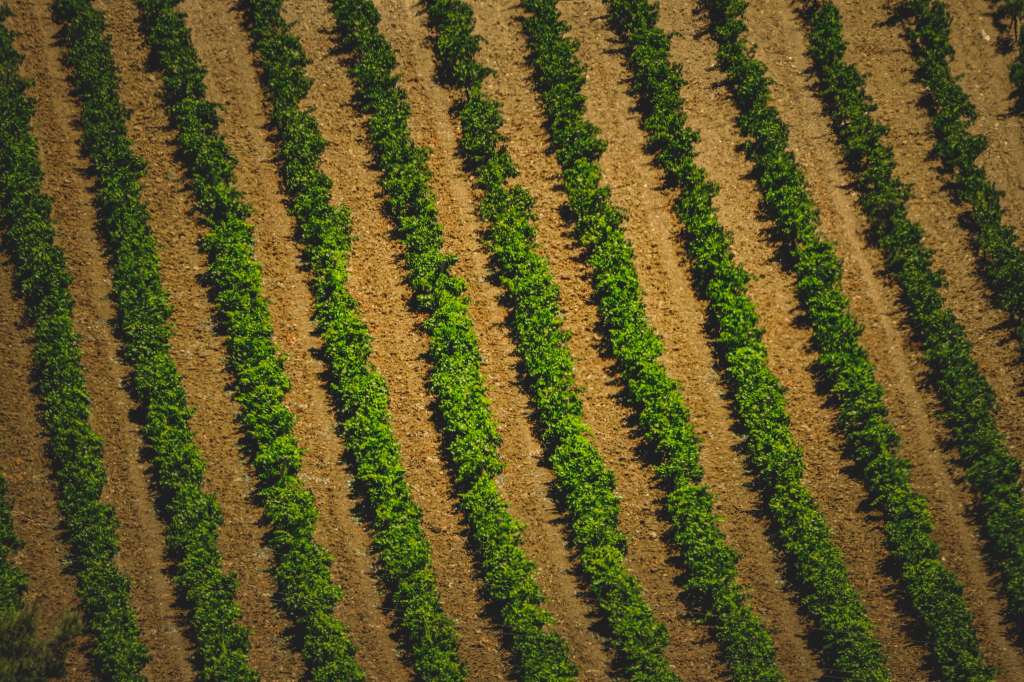 surcos de plantación
