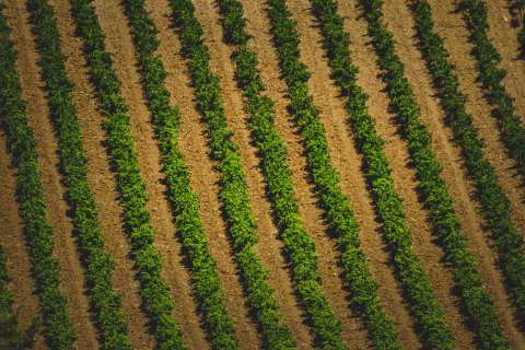 ¿Cómo calcular cuántas plantas caben en una hectárea de forma correcta?