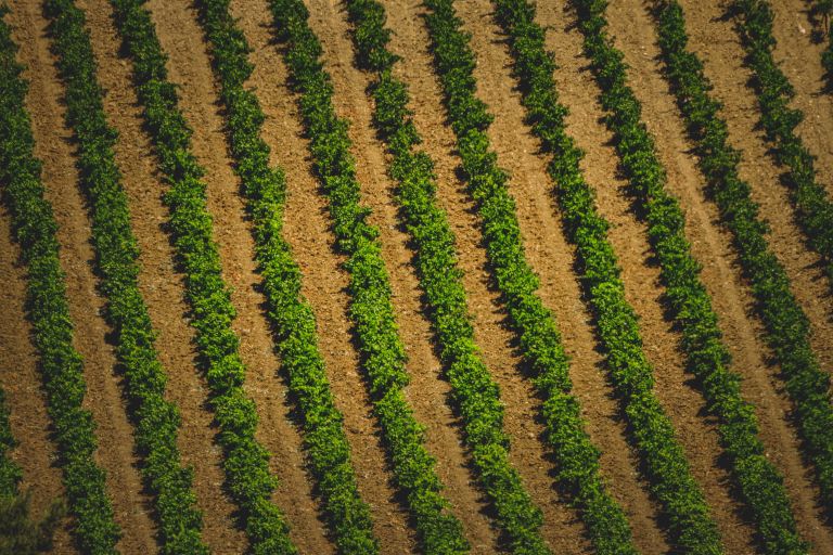 ¿Cómo calcular cuántas plantas caben en una hectárea de forma correcta?