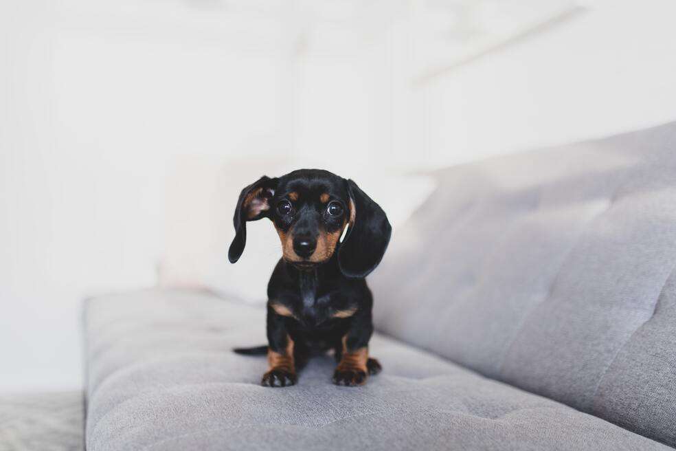 Perro salchicha características y cuidados que debes tener con esta raza