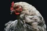 Por el coronavirus, hay 300 millones de pollos al borde de la muerte en China