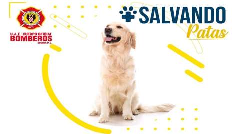(Video) Salvando Patas: una iniciativa para proteger la vida de su mascota