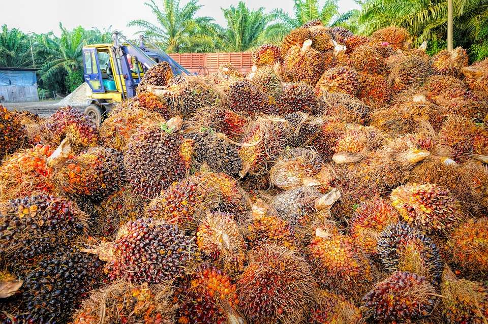 La palma africana puede producir fruta durante 30 años y produce más aceite que cualquier otra planta. A su vez,además de lucrativa, es un motor de deforestación que preocupa a las autoridades ambientales de países con largas hectáreas cultivadas, sobre todo en el sudeste asiático / tristantan/Pixabay